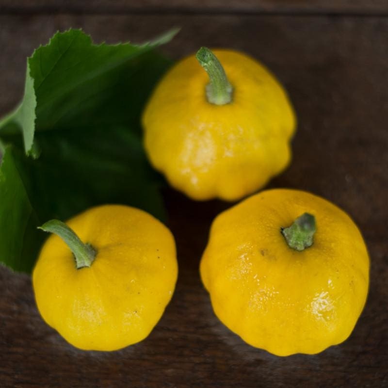 Sunburst Scallop Summer Squash (F1 Hybrid 50 Days)