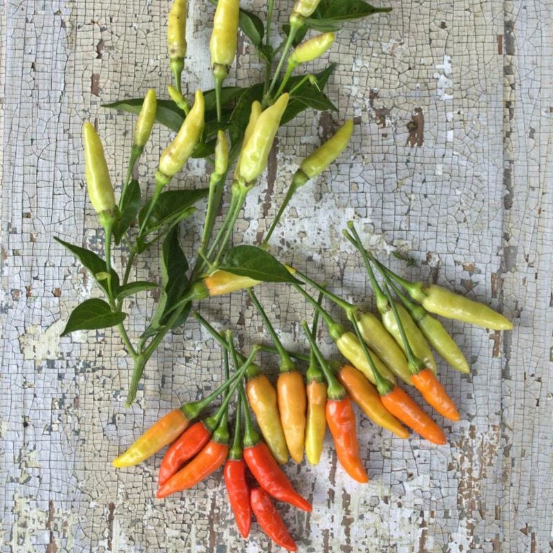Tabasco Pepper (85 Days)