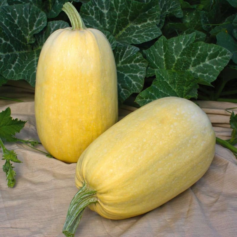 Tivoli Spaghetti Squash (F1 Hybrid 98 days)