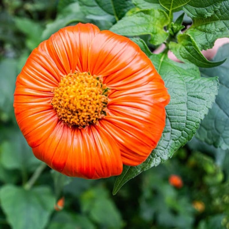 Torch Tithonia