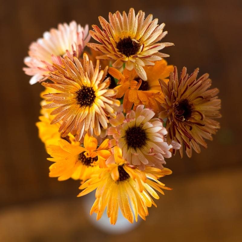 Touch of Red Mix Calendula|Default