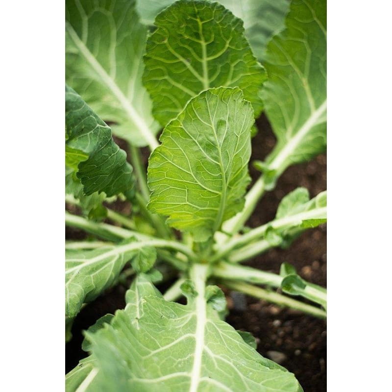 Vates Collards (75 days)