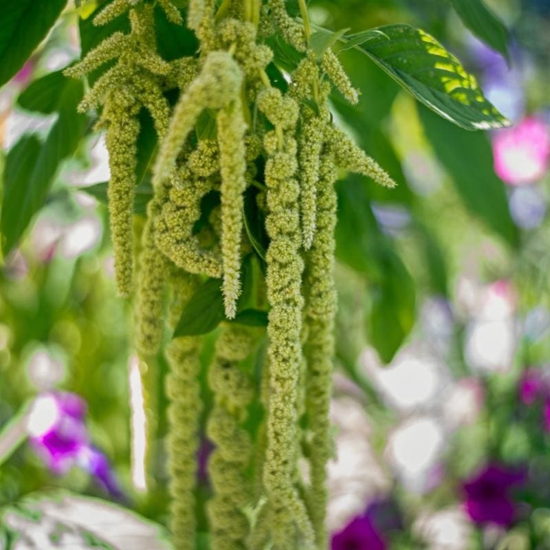 Virdis Amaranth