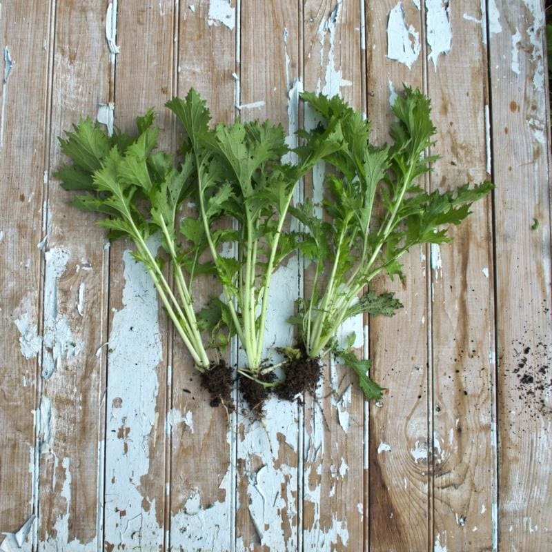 Wasabina Mustard (45 Days)