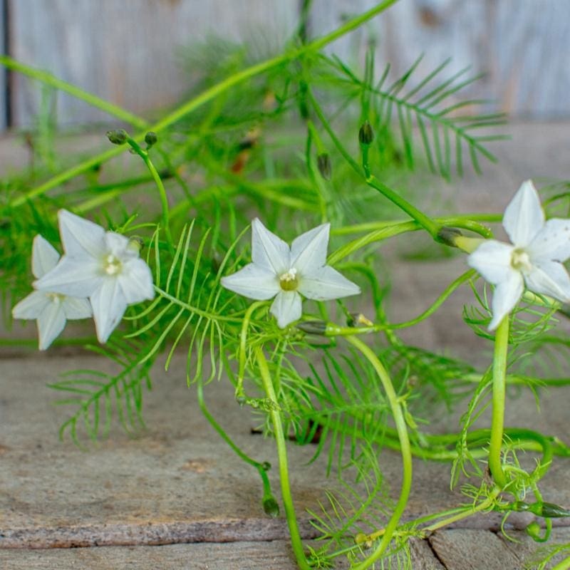 White Cypress Vine