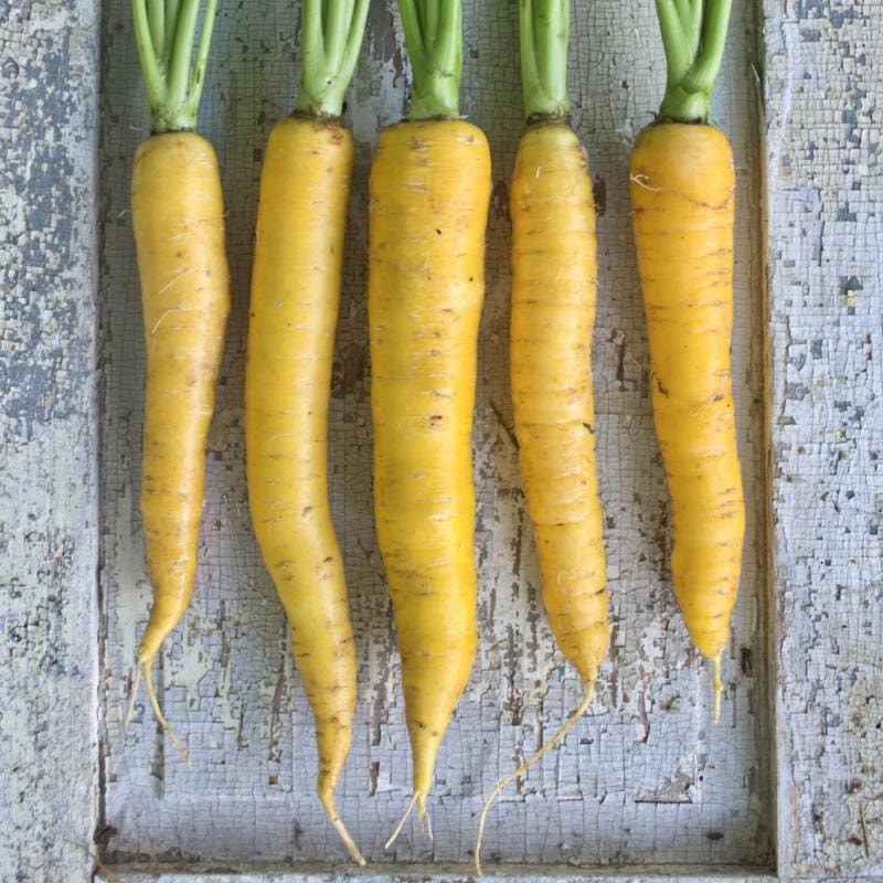Yellowstone Carrot (Organic 75 Days )