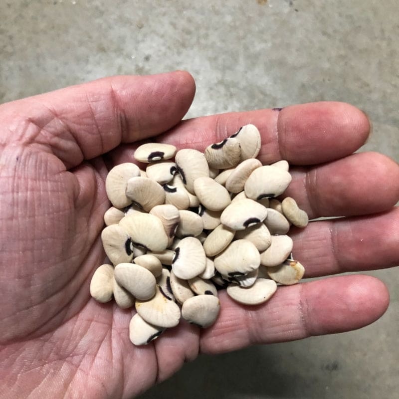 Alabama Black Eye Pole Lima Bean (90-100 Days)