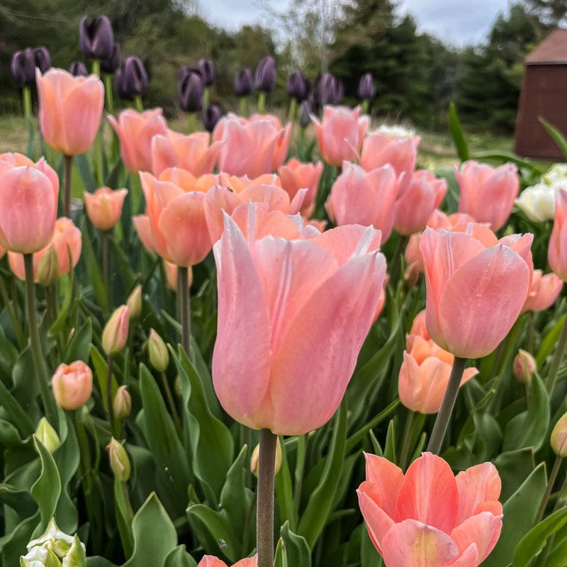 Apricot Beauty Tulip