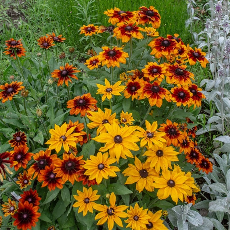 Autumn Colors Rudbeckia