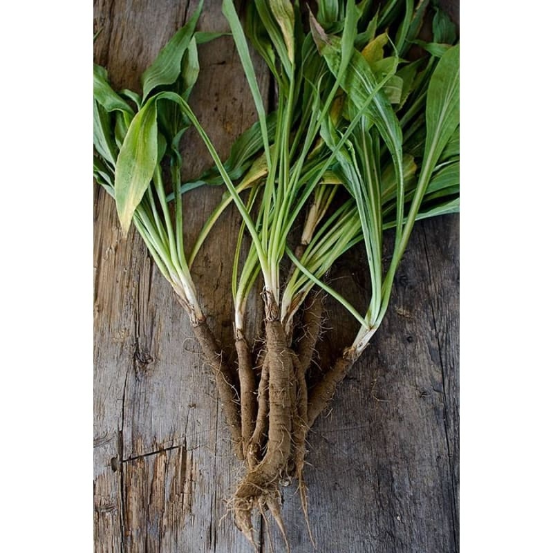Black Salsify Scorzonera (Heirloom 120 Days)