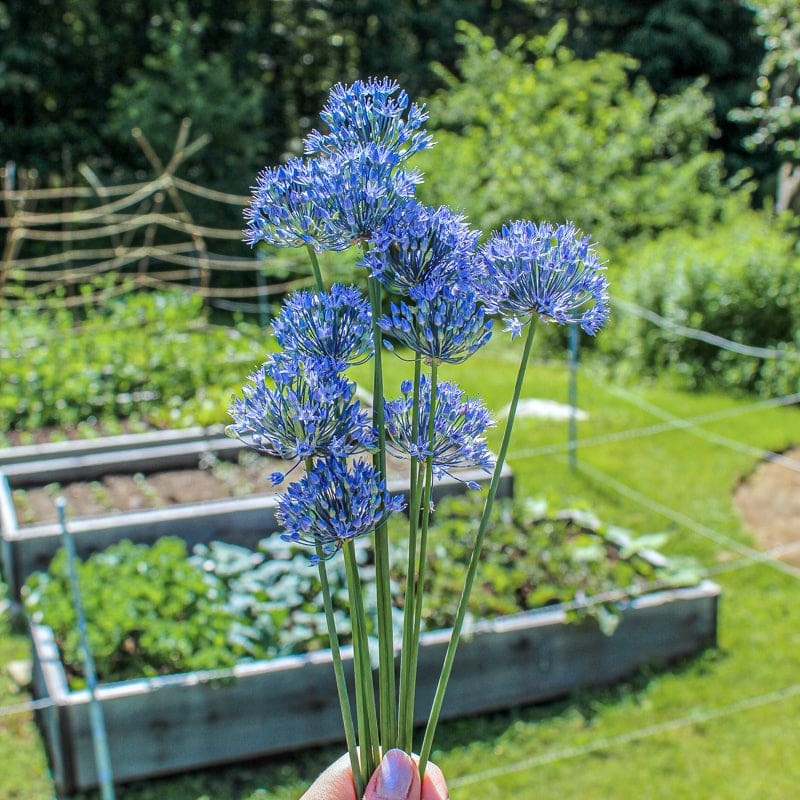 Blue Allium