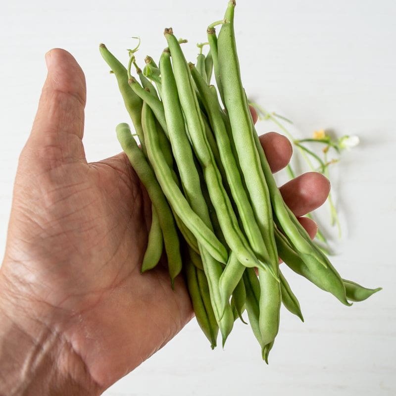 Blue Lake FM1K Pole Bean (60-65 days)