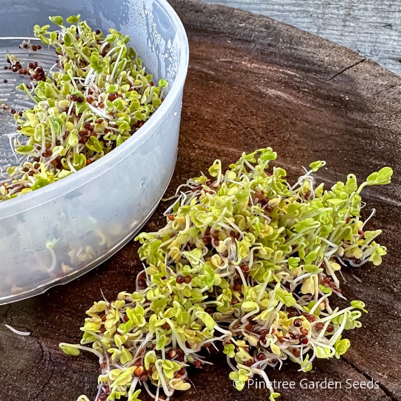 Broccoli Sprouting Seed (Organic)