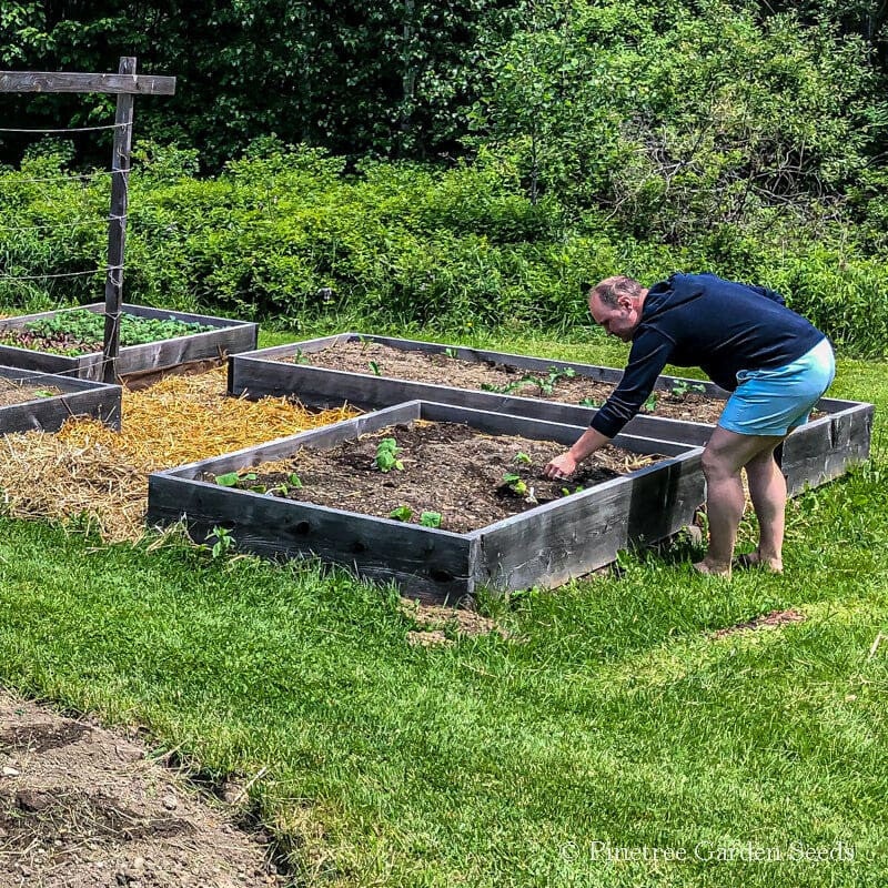 Brown Thumb Seed Collection