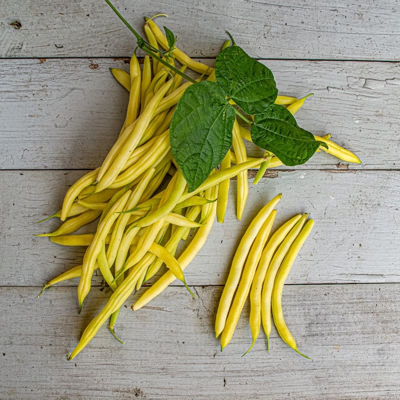 Carson Yellow Bush Bean (52 days)