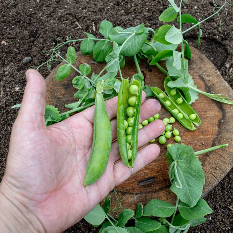 Champion of England Pea (Heirloom 70 Days)