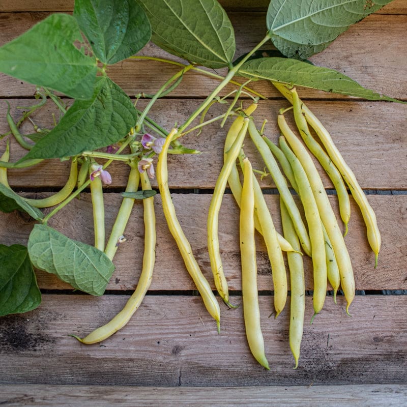Cherokee Wax Bush Bean (55 Days)