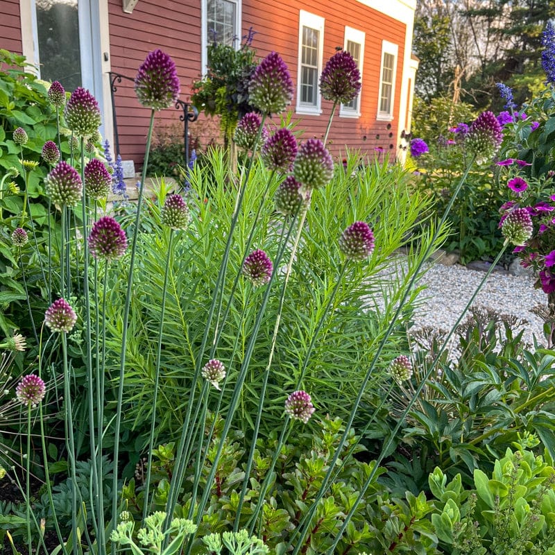 Drumstick Allium