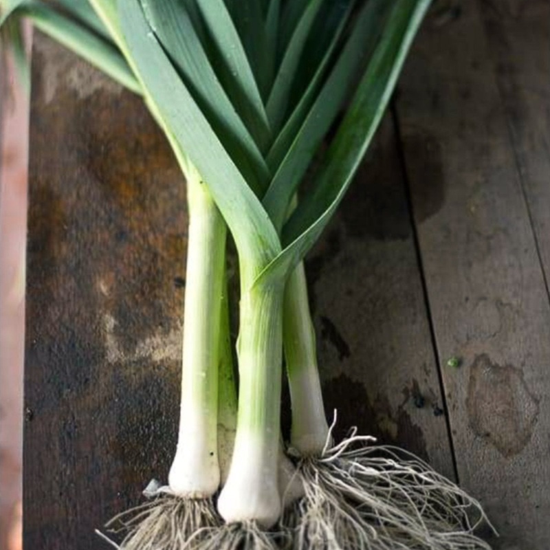 Early Giant Leek (95 Days)