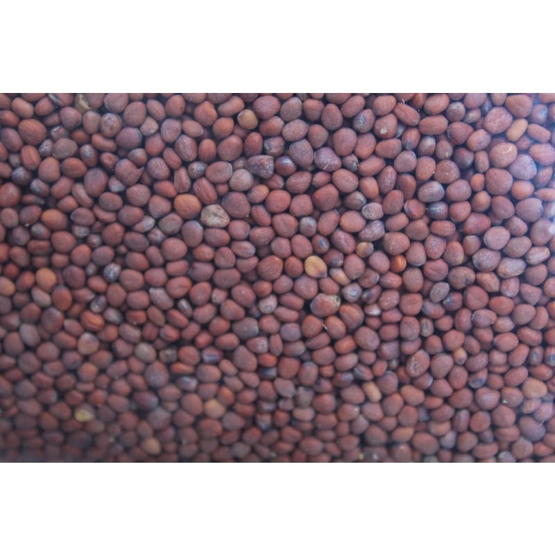 Field Radish Cover Crop|1lb|5lb