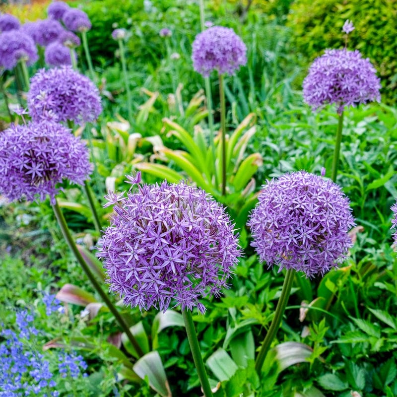 Gladiator Allium