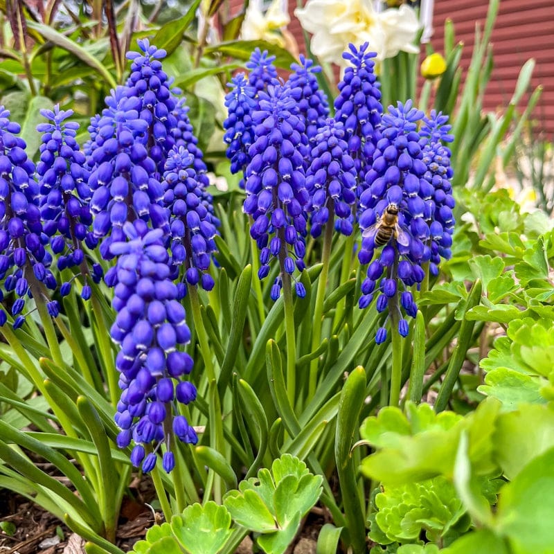 Grape Hyacinth