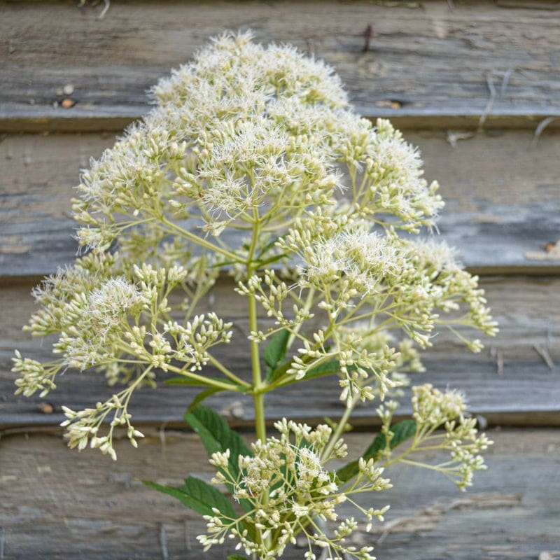 Ivory Towers Joe Pye Weed