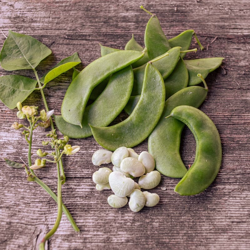 Jackson Wonder Lima Bean (65-70 Days)