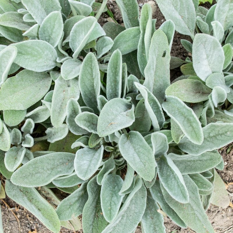 Lamb’s Ears
