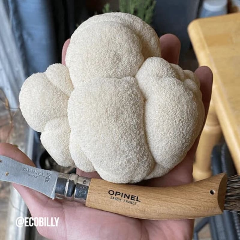 Lion’s Mane Mushroom Outdoor Log Growing Kit