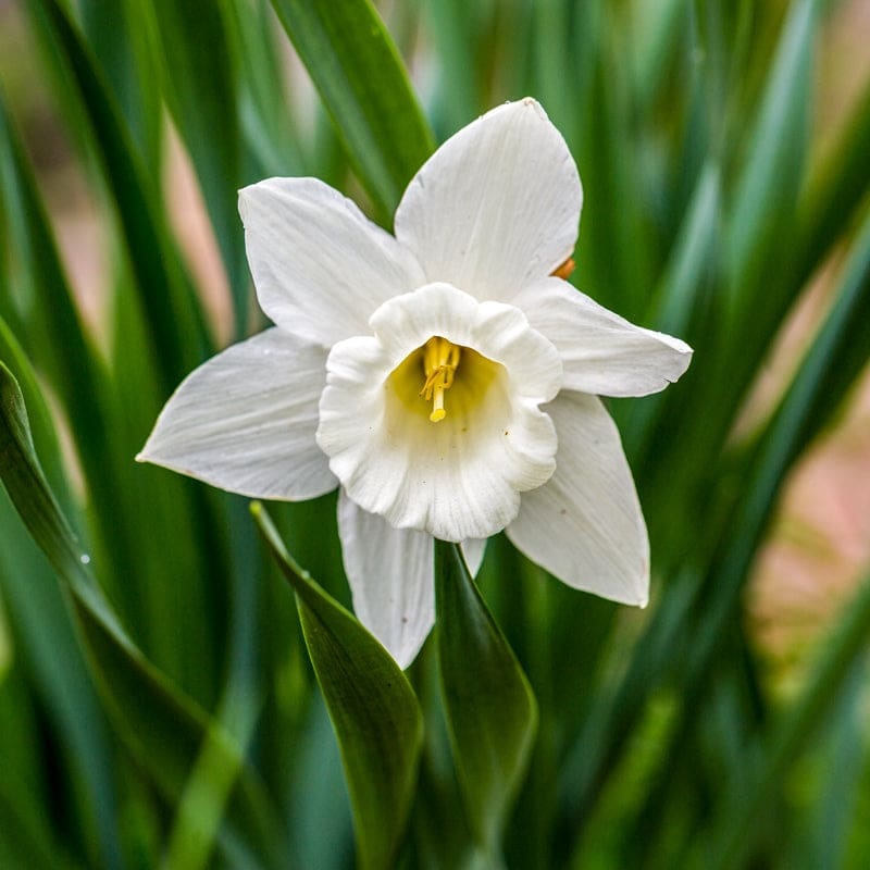 Mount Hood Narcissus