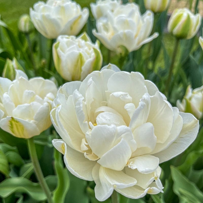 Mount Tacoma Tulip