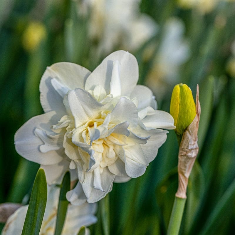 Obdam Narcissus