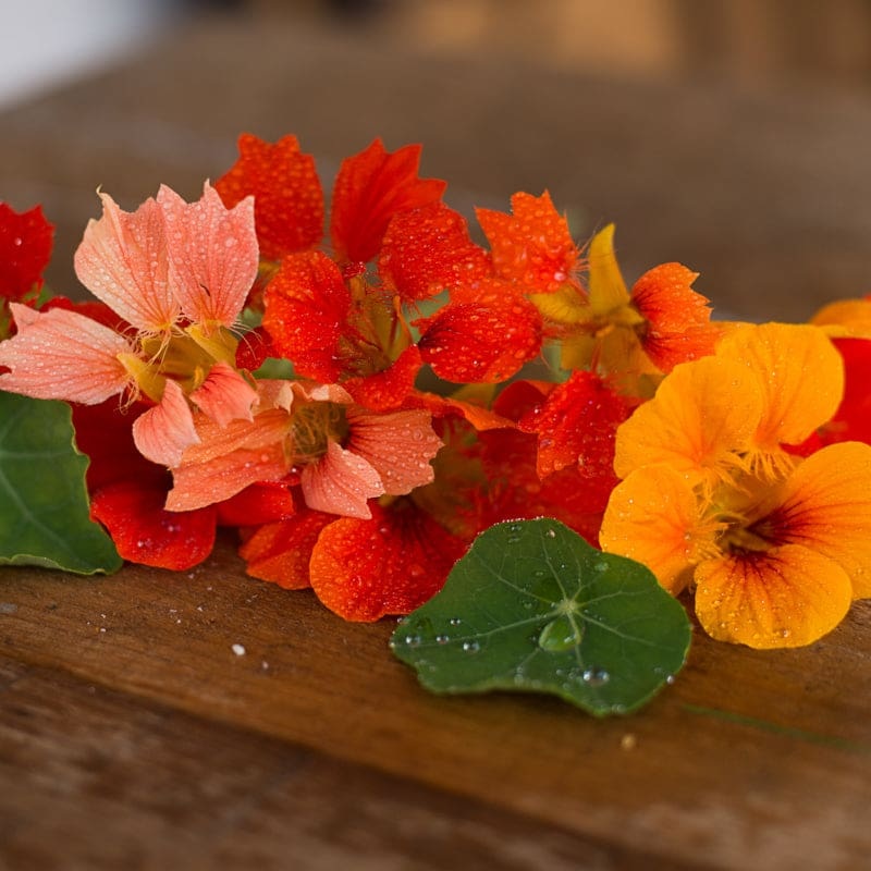 Phoenix Nasturtium
