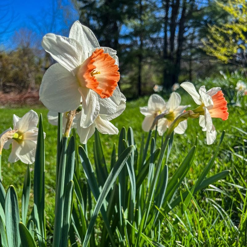 Pink Charm Narcissus