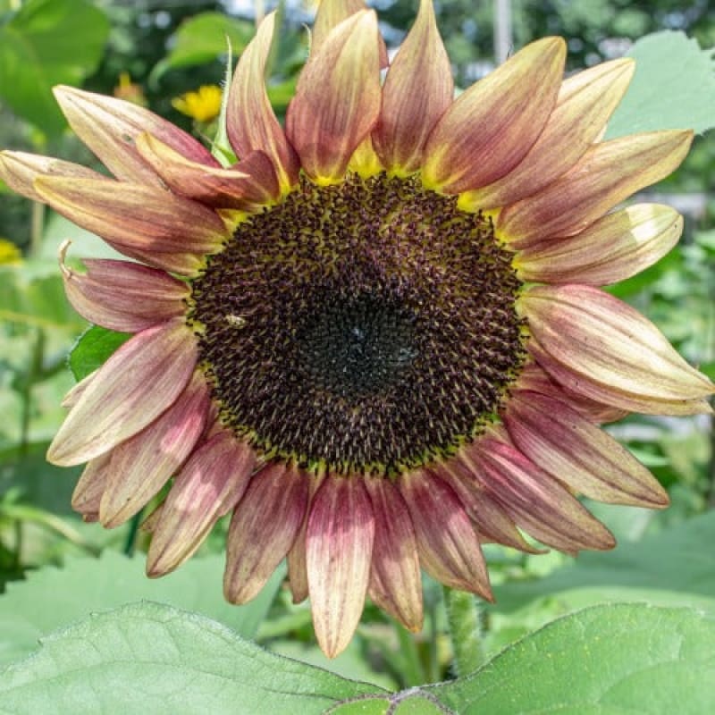 ProCut Plum Sunflower