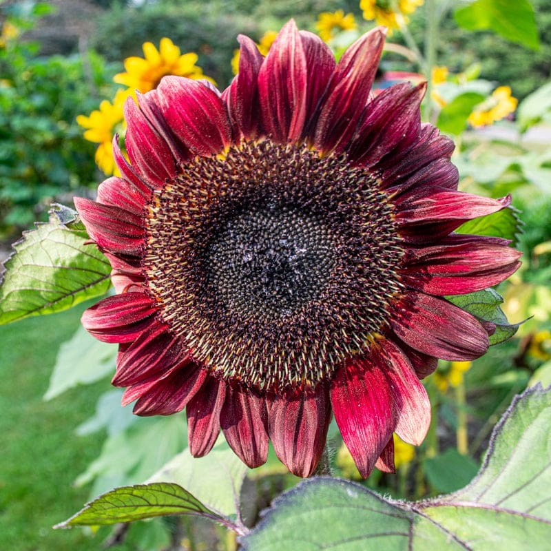 ProCut Red Sunflower