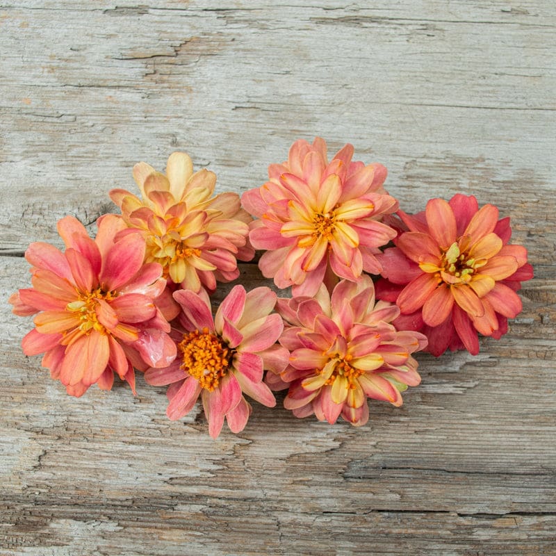Profusion Double Deep Salmon Zinnia