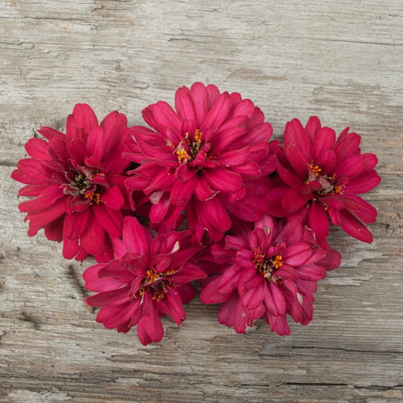 Profusion Double Hot Cherry Zinnia