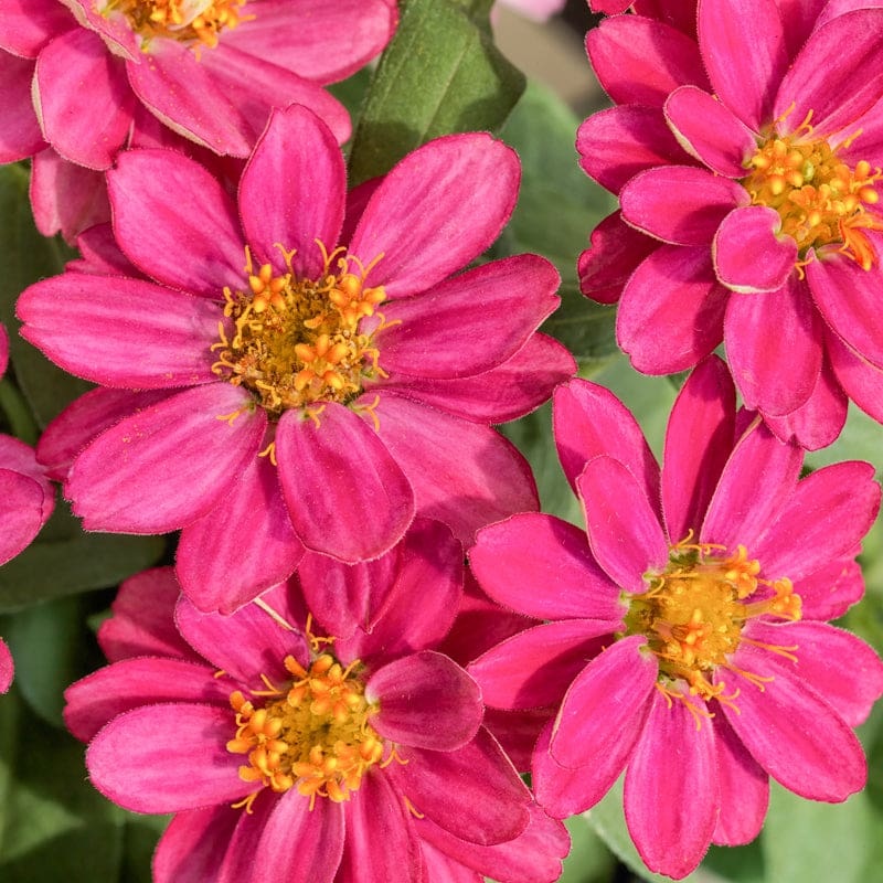 Profusion Single Cherry Zinnia