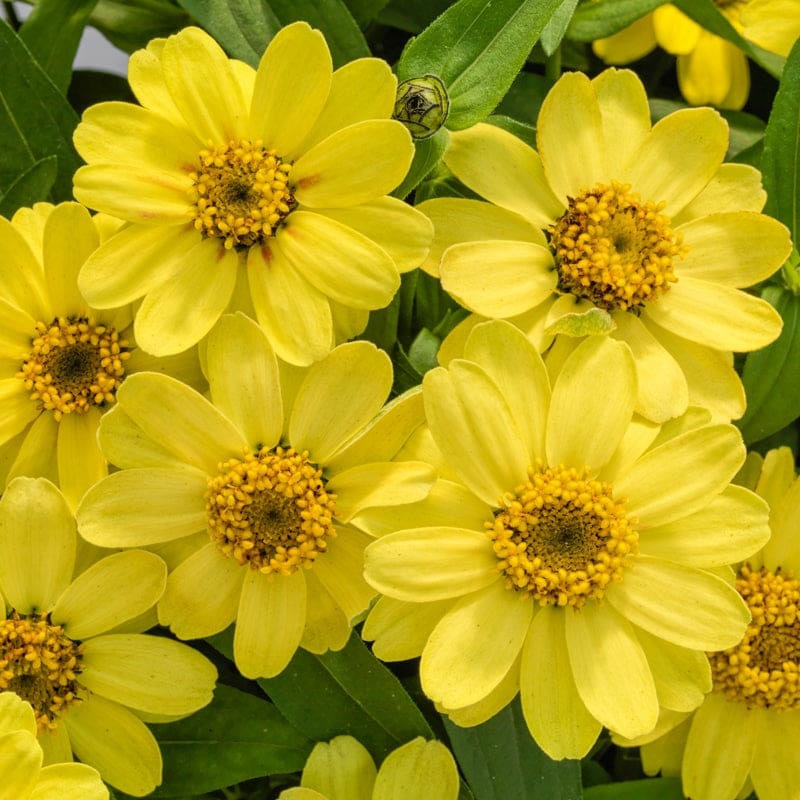 Profusion Single Lemon Zinnia