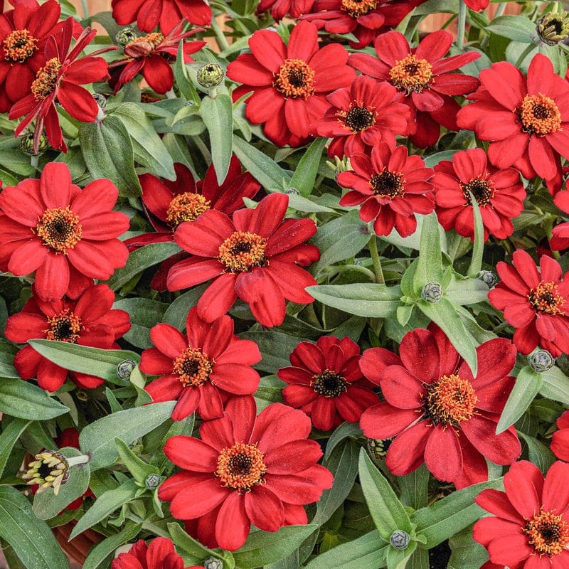 Profusion Single Red Zinnia