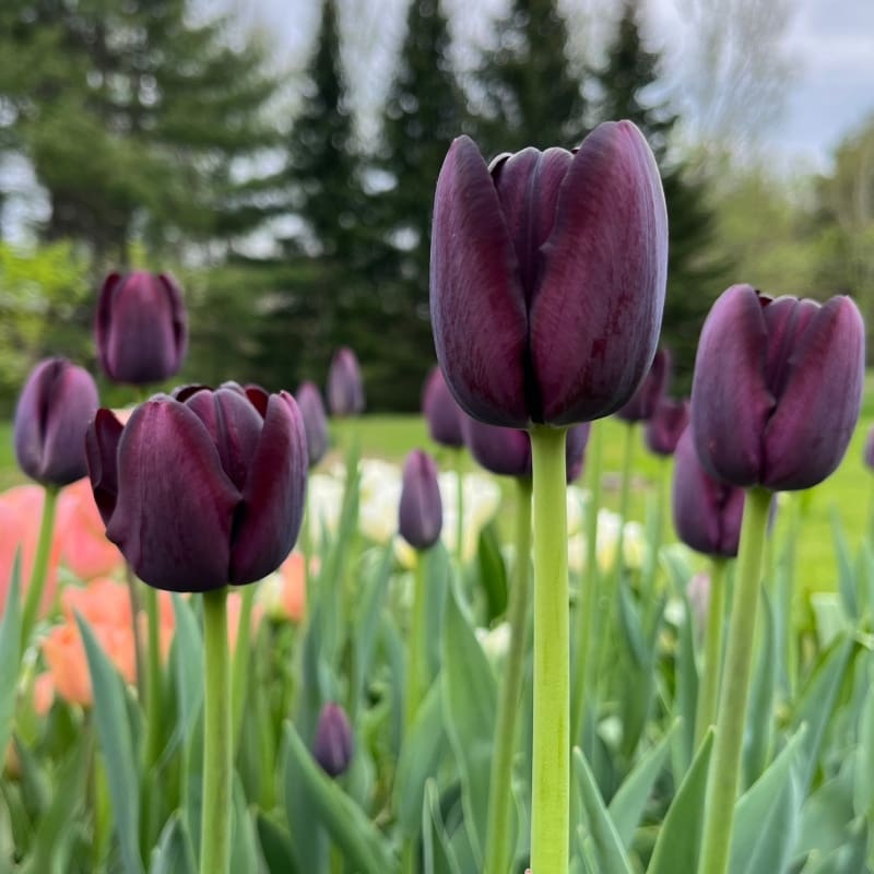 Queen of the Night Tulip