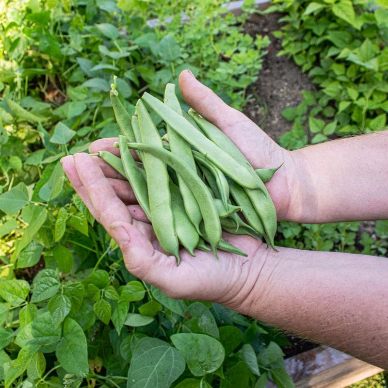 Roma II Bush Bean (58 Days)