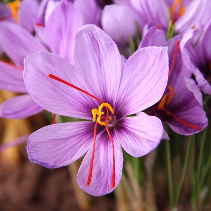 Saffron Crocus