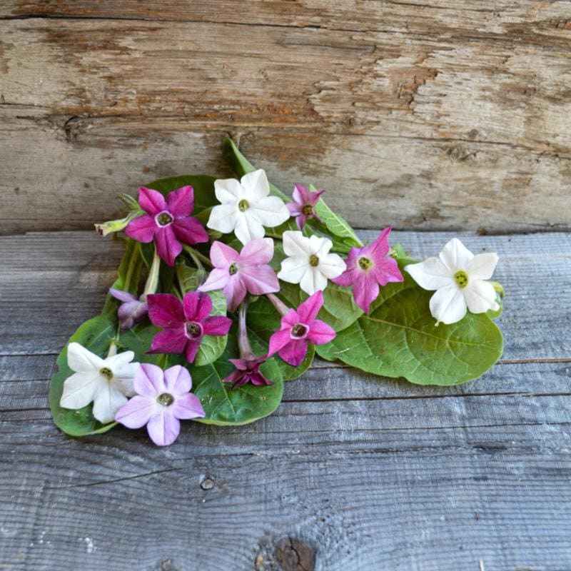 Sensation Mix Nicotiana