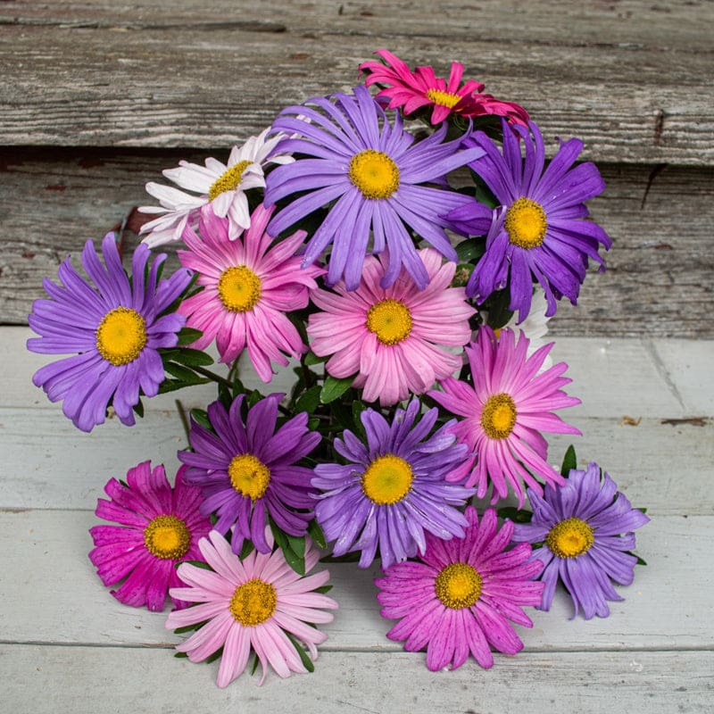 Single Rainbow Mix Aster