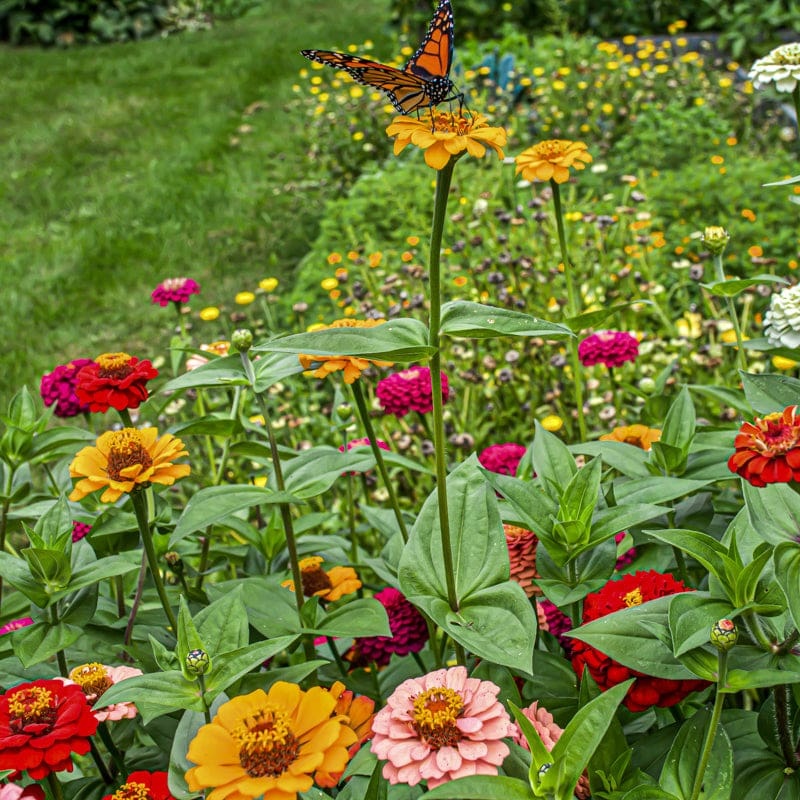 Sow and Grow Cut Flower Collection