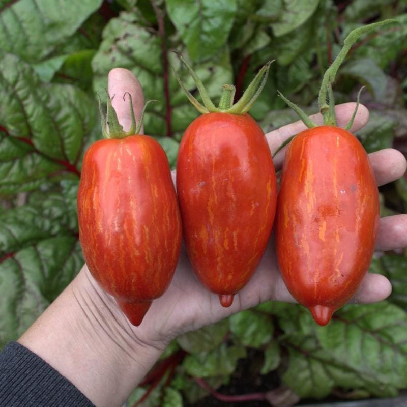 Speckled Roman Tomato (81 Days)