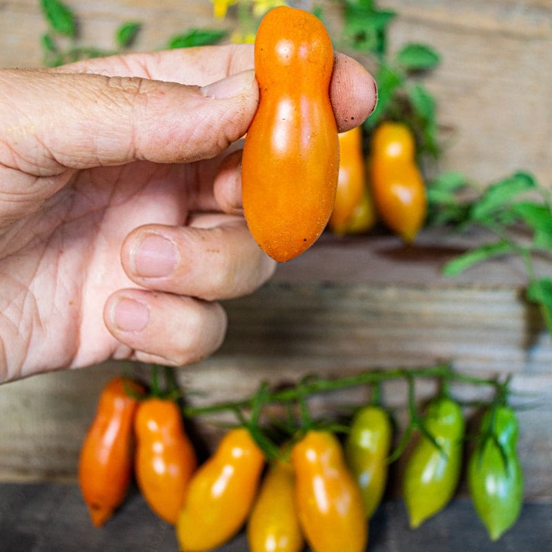 Sun Dipper Tomato (F1 Hybrid 65 Days)